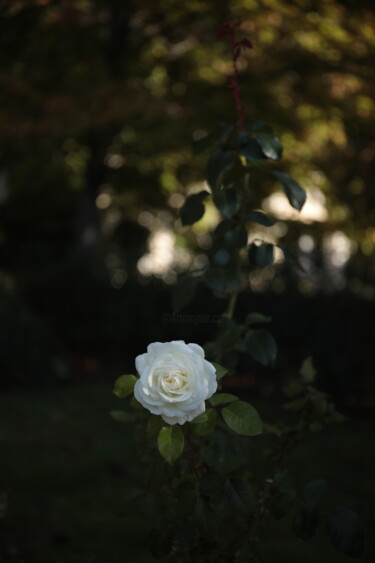 Photography titled "Provençal Rose" by Sylvia Haghjoo, Original Artwork, Digital Photography