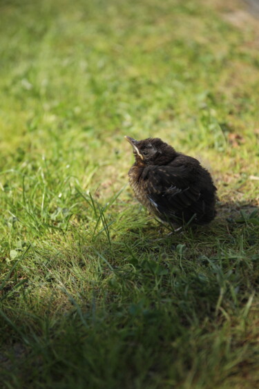 Fotografia zatytułowany „Baby Bird” autorstwa Sylvia Haghjoo, Oryginalna praca, Fotografia cyfrowa