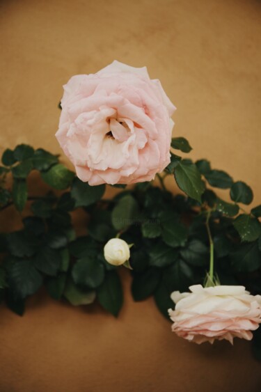 Fotografie getiteld "La vie en rose" door Sylvia Haghjoo, Origineel Kunstwerk, Digitale fotografie
