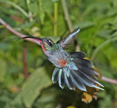 Photographie intitulée "colibri-Costa Rica" par Sylvie Bedert-Duchauffour, Œuvre d'art originale, Photographie numérique