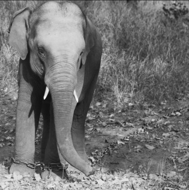 Photographie intitulée "éléphant-Inde" par Sylvie Bedert-Duchauffour, Œuvre d'art originale, Photographie numérique