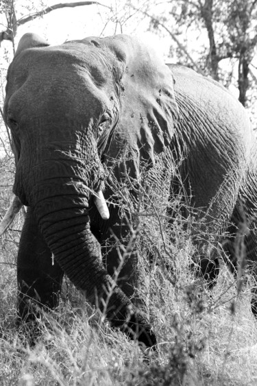 Photographie intitulée "éléphant-Afrique" par Sylvie Bedert-Duchauffour, Œuvre d'art originale, Photographie numérique