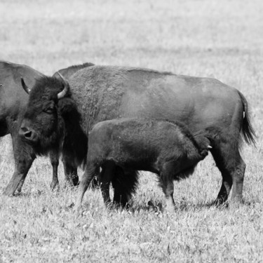 Photographie intitulée "Bisons" par Sylvie Bedert-Duchauffour, Œuvre d'art originale, Photographie numérique