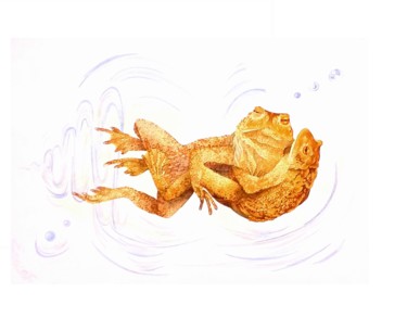 Peinture intitulée "La danse des crapau…" par Sylvie Cappe, Œuvre d'art originale, Aquarelle