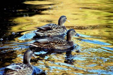 Photography titled "canards et reflets 1" by Sylvie Chapuis, Original Artwork, Non Manipulated Photography