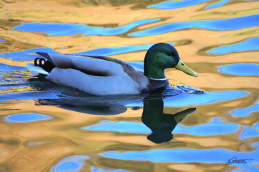 Photography titled "canard et reflets 2" by Sylvie Chapuis, Original Artwork, Non Manipulated Photography