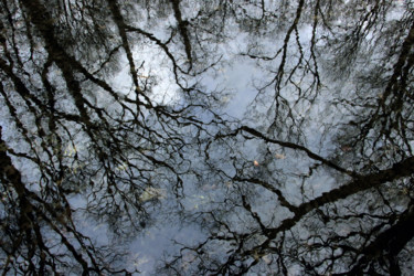 Photographie intitulée "Cimes sur ciel" par Sylvie Dessert (Syl), Œuvre d'art originale, Photographie numérique