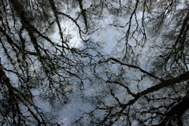 Fotografia zatytułowany „Cimes sur ciel” autorstwa Sylvie Dessert (Syl), Oryginalna praca, Fotografia cyfrowa