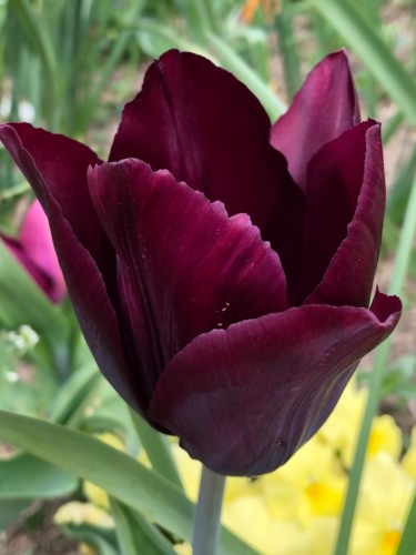 Photographie intitulée "TULIPE" par Sylvie Feriault, Œuvre d'art originale, Photographie numérique