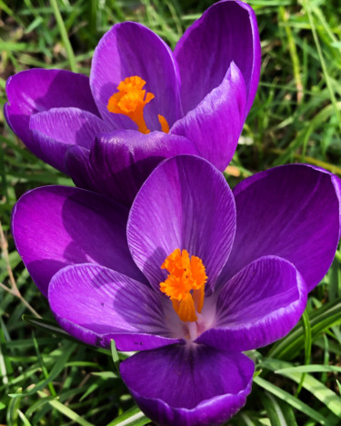 Photographie intitulée "CROCUS VIOLET" par Sylvie Feriault, Œuvre d'art originale, Photographie numérique