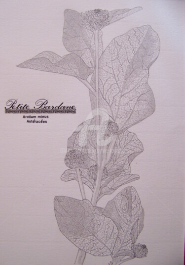 Drawing titled "petite bardane" by Sylvie Léandre, Original Artwork, Graphite