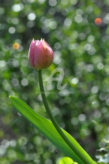 Photography titled "tulipe étincelante" by Sylvie Léandre, Original Artwork
