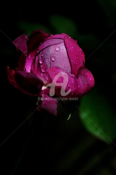 Photographie intitulée "bouton de rose" par Sylvie Léandre, Œuvre d'art originale