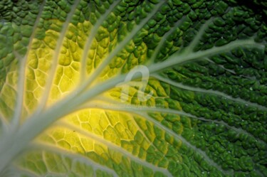 Fotografia intitulada "les sillons" por Sylvie Léandre, Obras de arte originais