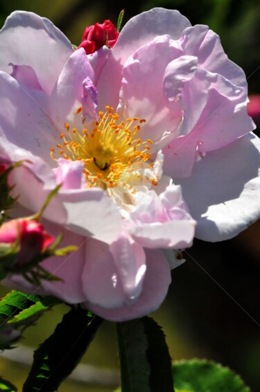 Photographie intitulée "rose rose" par Sylvie Léandre, Œuvre d'art originale