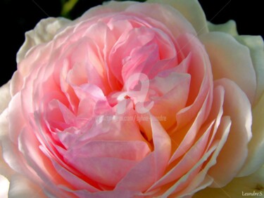 Фотография под названием "rose anglaise" - Sylvie Léandre, Подлинное произведение искусства
