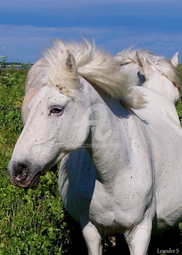 Photographie intitulée "chevaux de CAMARGUE" par Sylvie Léandre, Œuvre d'art originale