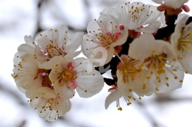 Photographie intitulée "printemps dans l'oa…" par Sylvie Léandre, Œuvre d'art originale