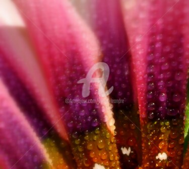 Photography titled "Dans la rosée du ma…" by Sylvie Léandre, Original Artwork