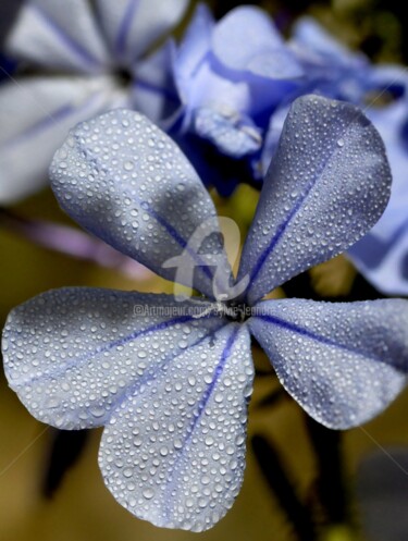 Photography titled "fleurs bleues" by Sylvie Léandre, Original Artwork