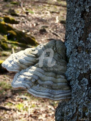 Fotografía titulada "CHAMPIGNON AMADOUVI…" por Sylvie Léandre, Obra de arte original