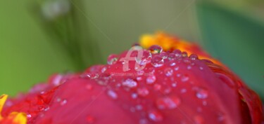 Photographie intitulée "gouttes de pluie" par Sylvie Léandre, Œuvre d'art originale