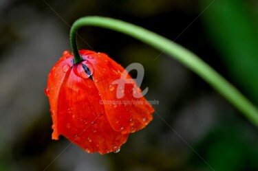 Photography titled "rosée du matin" by Sylvie Léandre, Original Artwork