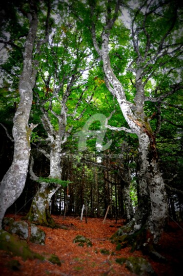 Photography titled "Ma forêt" by Sylvie Léandre, Original Artwork