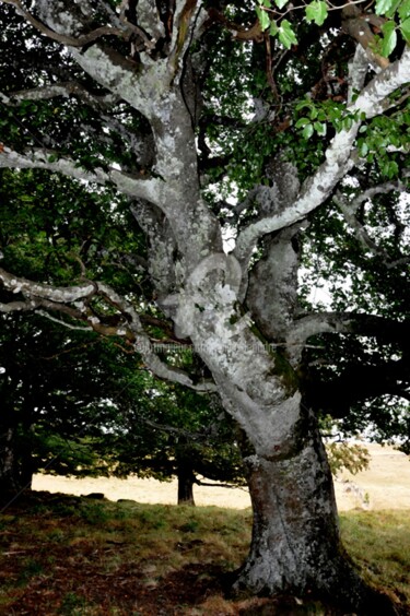 Photography titled "l'arbre" by Sylvie Léandre, Original Artwork