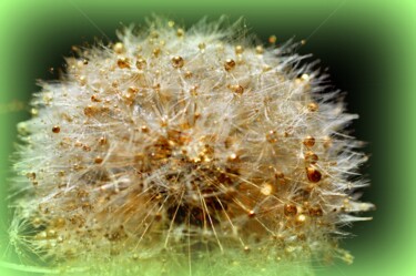 Photographie intitulée "golden flower" par Sylvie Léandre, Œuvre d'art originale