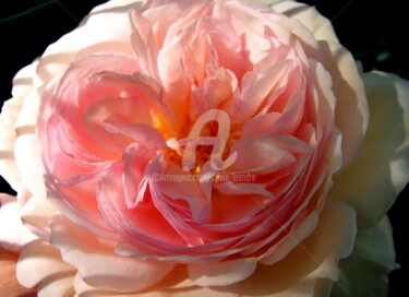 Photographie intitulée "rose anglaise" par Sylvie Léandre, Œuvre d'art originale