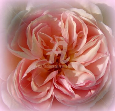 Photographie intitulée "rose anglaise" par Sylvie Léandre, Œuvre d'art originale