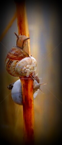 Photographie intitulée "les escargots" par Sylvie Léandre, Œuvre d'art originale