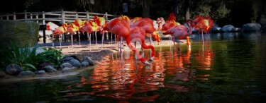 Photographie intitulée "les flamands" par Sylvie Léandre, Œuvre d'art originale