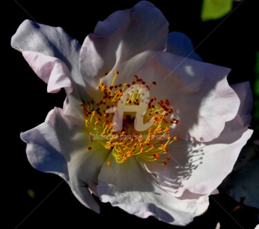 Fotografía titulada "les pistils" por Sylvie Léandre, Obra de arte original