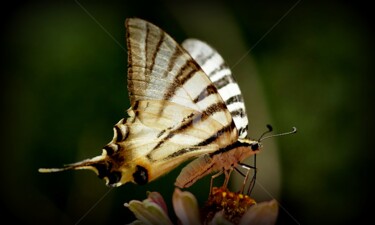 Photography titled "papillon" by Sylvie Léandre, Original Artwork