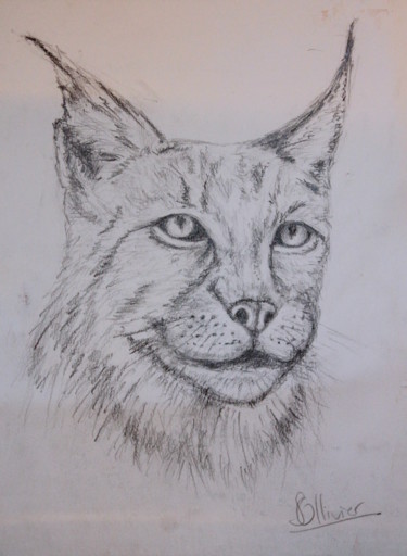 Drawing titled "lynx" by Sylvie Ollivier, Original Artwork, Conté