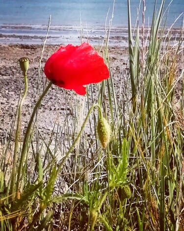 Photographie intitulée "Coquelicot1" par Sylvie Metayer, Œuvre d'art originale, Photographie numérique