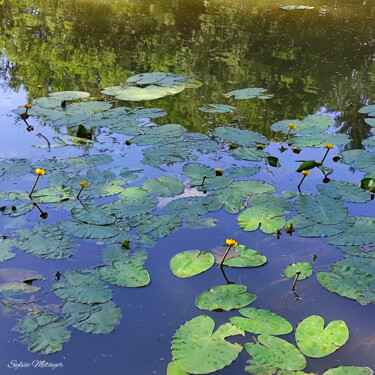 Photographie intitulée "Nymphéas" par Sylvie Metayer, Œuvre d'art originale, Photographie numérique