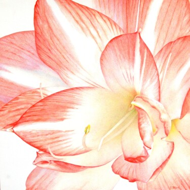 Dibujo titulada "Cœur d'amaryllis" por Sylvie Talon, Obra de arte original, Lápiz