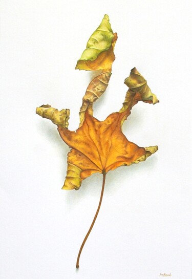 Drawing titled "Feuille de figuier" by Sylvie Talon, Original Artwork, Pencil