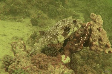 Photography titled "Whitespotted puffer…" by Alex Bao, Original Artwork