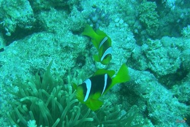 Photography titled "Red Sea anemonefish…" by Alex Bao, Original Artwork