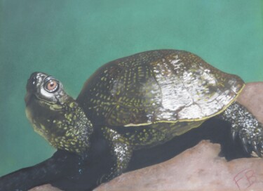 Dibujo titulada "La tortue cistude" por Symélia Art, Obra de arte original, Pastel