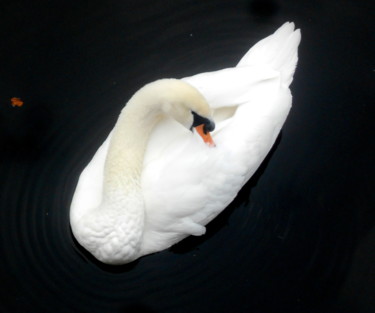 Photographie intitulée "swan" par Tom Schrijver, Œuvre d'art originale