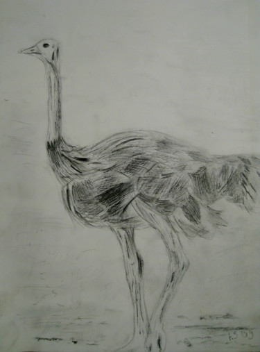 Drawing titled "ostrich" by Tom Schrijver, Original Artwork, Pencil
