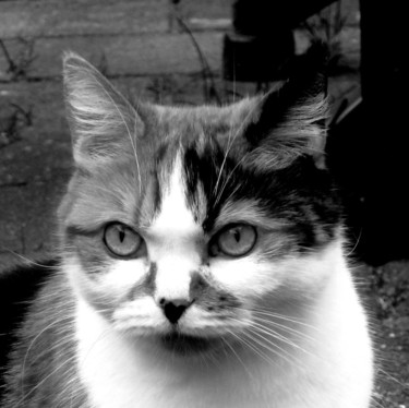 Photography titled "my serious cat" by Tom Schrijver, Original Artwork