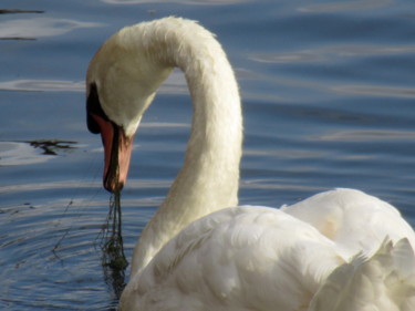 Photography titled "searching swan" by Tom Schrijver, Original Artwork
