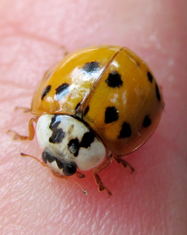 Fotografie mit dem Titel "ladybug" von Tom Schrijver, Original-Kunstwerk, Digitale Fotografie