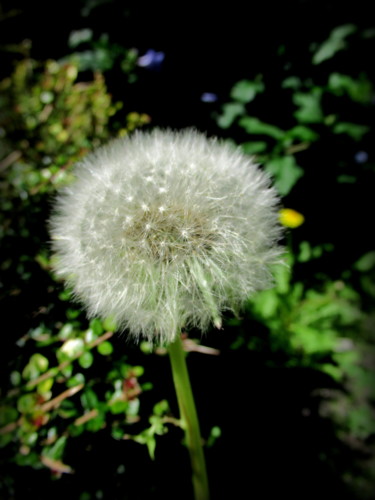 Photography titled "dandelion" by Tom Schrijver, Original Artwork, Digital Photography
